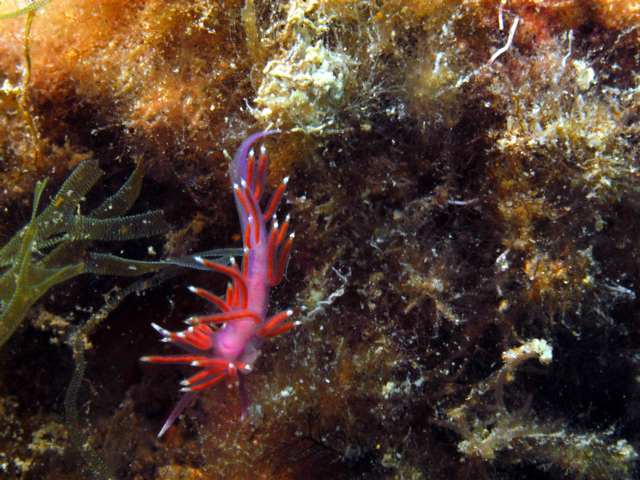 Flabellina ischitana